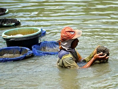 Berburu Cacing Sutra di Sungai Ngrowo
