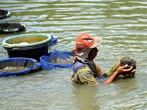 Berburu Cacing Sutra di Sungai Ngrowo