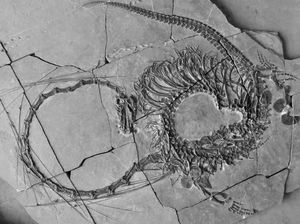 Ahli Paleontologi Temukan Fosil Naga Asli China yang Lengkap Ahli Paleontologi Temukan Fosil Naga Asli China yang Lengkap