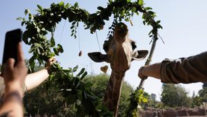 Hewan-hewan di Kebun Binatang Chile Juga Merayakan Hari Valentine