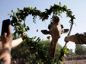 Hewan-hewan di Kebun Binatang Chile Juga Merayakan Hari Valentine Hewan-hewan di Kebun Binatang Chile Juga Merayakan Hari Valentine