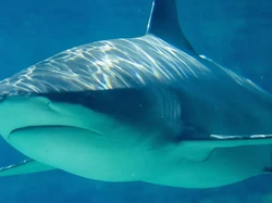 Ngeri, Peselancar Tewas Diserang Hiu Jumbo