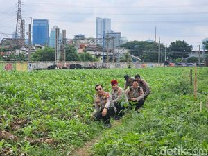Kebun Jagung di Jakpus Panen Perdana Bulan Depan, Untuk Siapa Hasilnya?