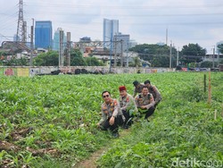 Kebun Jagung di Jakpus Panen Perdana Bulan Depan, Untuk Siapa Hasilnya?