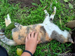Cat Lovers Geram Ada Belasan Kucing Mati Diduga Diracun di Malang