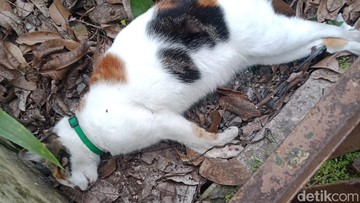 Belasan Kucing di Malang Mati Mendadak, Mengalami Kejang dan Lidah Membiru