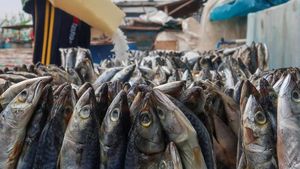 Mengintip Proses Pengolahan Ikan Beku Jadi Ikan Asin