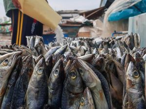 Mengintip Proses Pengolahan Ikan Beku Jadi Ikan Asin Mengintip Proses Pengolahan Ikan Beku Jadi Ikan Asin