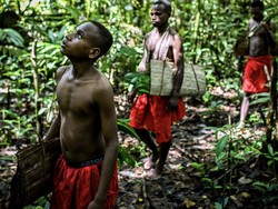 Sawit Ditanam di Papua, Apa Risikonya?