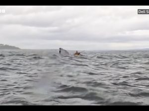 Momen Paus Bungkuk Menelan Traveler yang Bermain Kayak Momen Paus Bungkuk Menelan Traveler yang Bermain Kayak