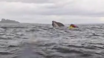Pemain Kayak Dilahap Paus Terekam Kamera, Tak Lama Dimuntahkan