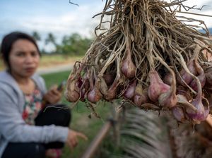 Petani di Sigi Beralih Tanam Bawang Merah Petani di Sigi Beralih Tanam Bawang Merah