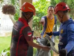 Ular Piton 2 Meter Ngumpet di Celah Lemari Warga Ngemplak