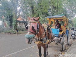 Mamat dan Si Baron yang Setia Tunggu Pelancong Datang Berwisata