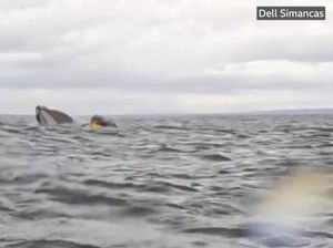 Bagaimana Rasanya Ditelan Ikan Paus Seperti Nabi Yunus? Bagaimana Rasanya Ditelan Ikan Paus Seperti Nabi Yunus?