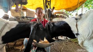 Potret Peternak dan Perawat Kambing Kontes di Mojokerto