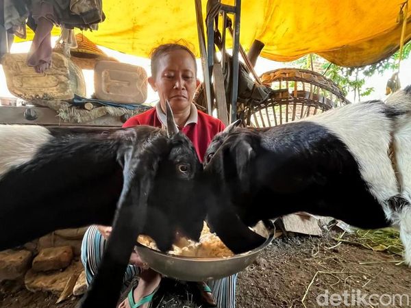 Potret Peternak dan Perawat Kambing Kontes di Mojokerto