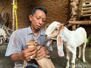 Intip Kesibukan Peternak dan Perawat Kambing Kontes di Mojokerto