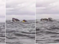 Mirip Kisah Nabi Yunus, Pedayung Kayak Ini Ditelan Paus