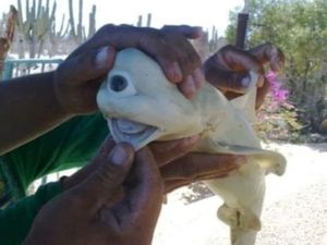 Aneka Kasus Hewan Mata Satu Dajjal, Terbaru dari NTT Aneka Kasus Hewan Mata Satu Dajjal, Terbaru dari NTT