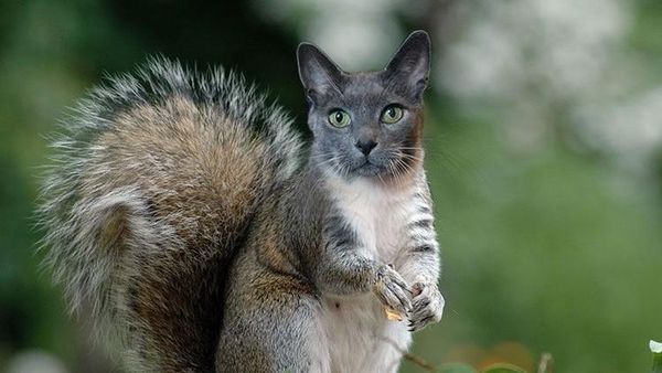 Begini Jadinya Jika Si Kucing Dipadukan Dengan Tubuh Hewan Lain