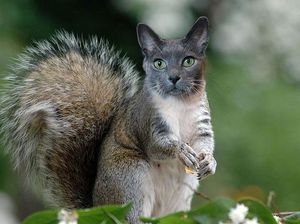 Begini Jadinya Jika Si Kucing Dipadukan Dengan Tubuh Hewan Lain Begini Jadinya Jika Si Kucing Dipadukan Dengan Tubuh Hewan Lain