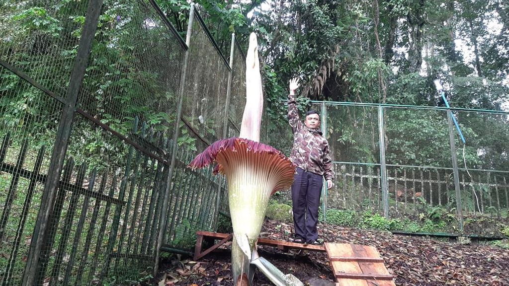 Potret Bunga Bangkai Mekar di Kebun Raya Cibodas, Tingginya Nyaris 3 Meter! Potret Bunga Bangkai Mekar di Kebun Raya Cibodas, Tingginya Nyaris 3 Meter!