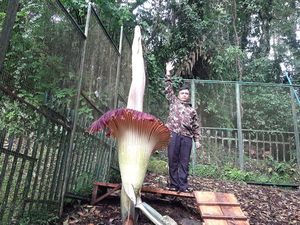 Potret Bunga Bangkai Mekar di Kebun Raya Cibodas, Tingginya Nyaris 3 Meter! Potret Bunga Bangkai Mekar di Kebun Raya Cibodas, Tingginya Nyaris 3 Meter!