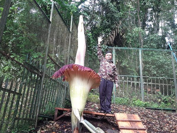 Potret Bunga Bangkai Mekar di Kebun Raya Cibodas, Tingginya Nyaris 3 Meter!