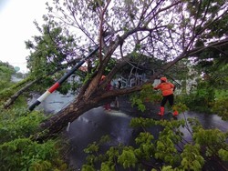 Puluhan Pohon Tumbang-Rumah Rusak Usai Hujan Disertai Angin di Pamekasan