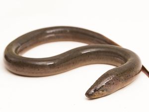 Belut Itu Ular atau Ikan? Ini Jawaban Ilmiahnya Belut Itu Ular atau Ikan? Ini Jawaban Ilmiahnya