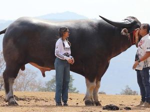 Ini Dia Kerbau Pemegang Rekor Tertinggi di Dunia, Namanya King Kong Ini Dia Kerbau Pemegang Rekor Tertinggi di Dunia, Namanya King Kong