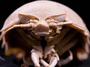 Kutu Laut Raksasa Berkaki 14 Bisa Lawan Hiu