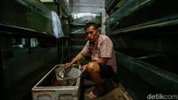 Mantap! Ikan Hasil Budi Daya di Bekasi Ini Tembus Pasar Luar Negeri