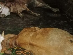 2 Sapi Mati Tersambar Petir di Kemalang Klaten