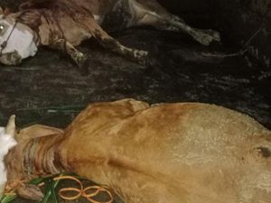2 Sapi Mati Tersambar Petir di Kemalang Klaten 2 Sapi Mati Tersambar Petir di Kemalang Klaten