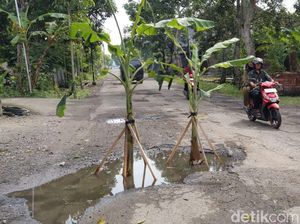 Warga Tanami Jalan yang Rusak dengan Pohon Pisang
