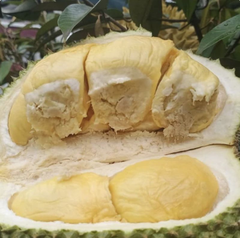 5 Buah Unik Khas Sumatera Utara, Durian Sidikalang hingga Nanas Sipahutar