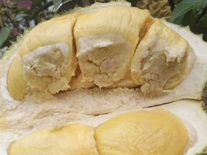 5 Durian dengan Harga Termahal di Dunia, Ada dari Indonesia 5 Durian dengan Harga Termahal di Dunia, Ada dari Indonesia