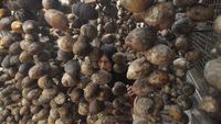 Duh! Harga Buah Pinang di Bengkulu Terjun Bebas