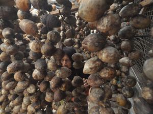 Duh! Harga Buah Pinang di Bengkulu Terjun Bebas Duh! Harga Buah Pinang di Bengkulu Terjun Bebas
