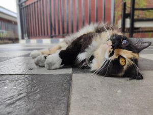 Ciri-ciri Saat Kucing Keracunan, Begini Pertolongan Pertamanya Ciri-ciri Saat Kucing Keracunan, Begini Pertolongan Pertamanya