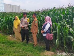Lahan Tandus 9,7 Hektare di Pasuruan Disulap Jadi Ladang Jagung Subur