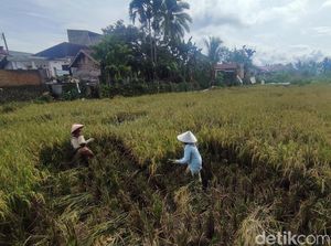 Sri Mulyani Siap Kucurkan Dana buat Bulog Beli Gabah-Beras Petani