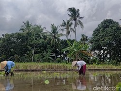 Petani di Banyuwangi Sambut Baik HPP Gabah Rp 6.500