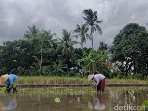 Petani di Banyuwangi Sambut Baik HPP Gabah Rp 6.500 Petani di Banyuwangi Sambut Baik HPP Gabah Rp 6.500