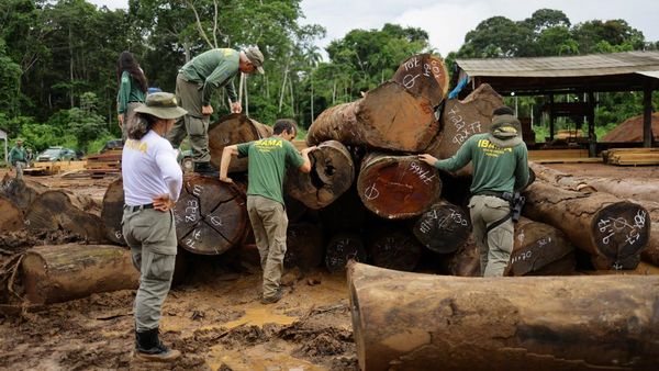Petugas Lingkungan Brasil Gerebek Penebangan Liar di Amazon, Sita Ribuan Kayu