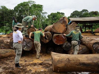 Petugas Lingkungan Brasil Gerebek Penebangan Liar di Amazon, Sita Ribuan Kayu