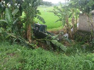 Oleng di Tikungan Jalan Denpasar-Gilimanuk, Pikap Masuk Parit Oleng di Tikungan Jalan Denpasar-Gilimanuk, Pikap Masuk Parit