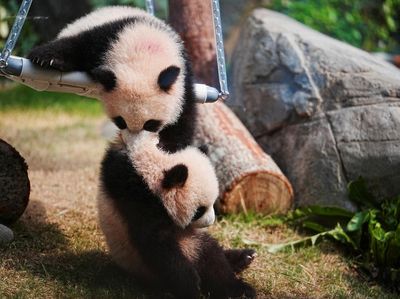 Potret Gemas Bayi Panda Kembar Saat Tampil Perdana di Hong Kong